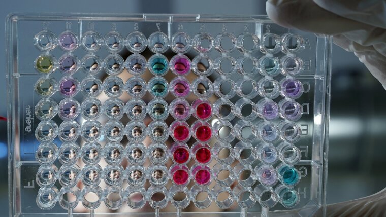 A chemist uses a pipette to introduce cell samples into a so-called microtiter plate.