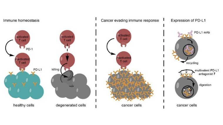 Recent developments in synthetic approaches for macromolecular prodrugs